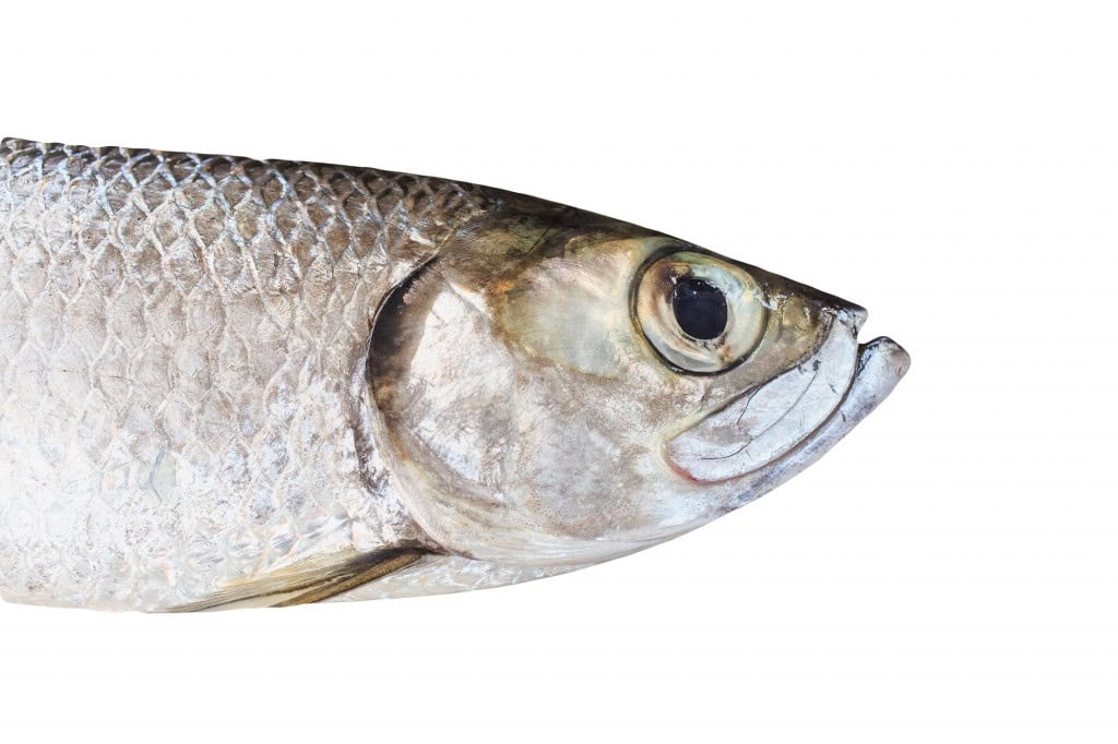 peixe-mandibula-1024x682-1