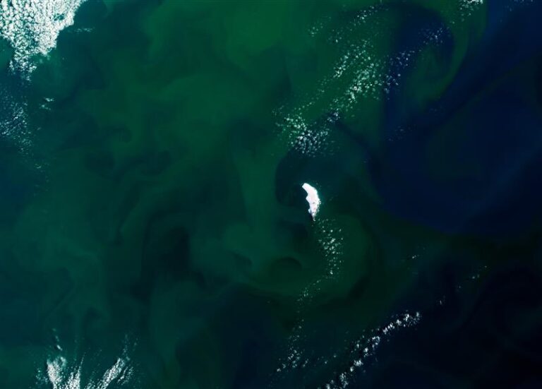 fitoplancton_antartida