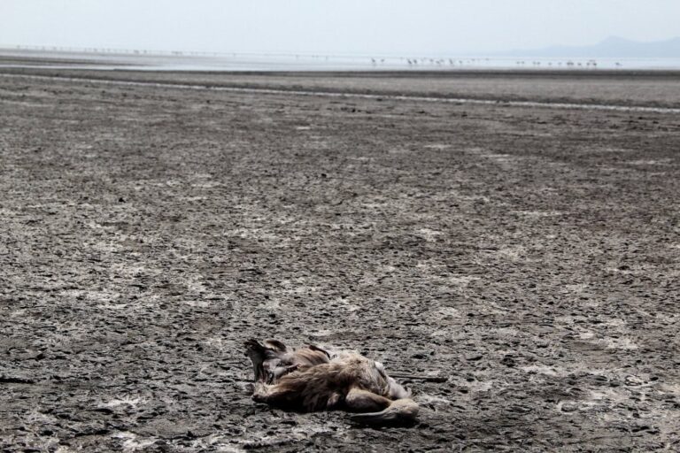 flamingo-morto-lago-1024x682-1