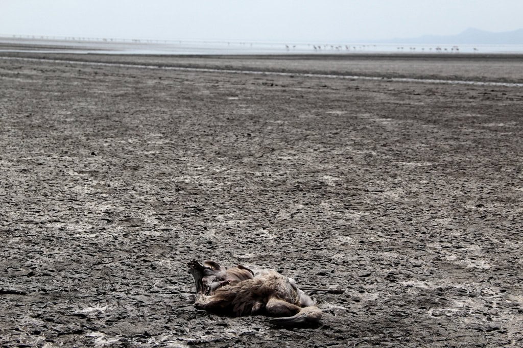flamingo-morto-lago-1024x682-1