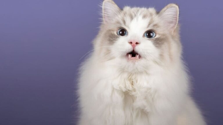 gato-gatinho-boca-aberta-felino-reflexo-de-Flehmen-1024x577-1